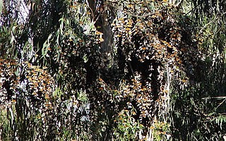 The challenge of public safety in Goleta's popular Ellwood butterfly groves, pictured here in 2006, had a short-term solution of felling 29 dead eucalyptus trees.
