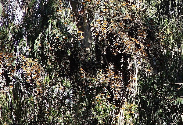 Photo detail