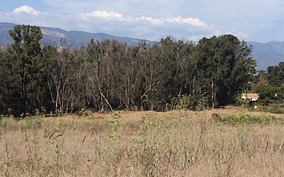 As seen from the bluffs, many trees in the Ellwood butterfly grove are dead, an estimated 1,260 out of 6,000, due to the long-standing drought and bug infestation.