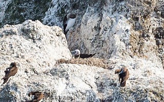 Brown boobies on Channel Island National Park's Sutil Island in November 2017