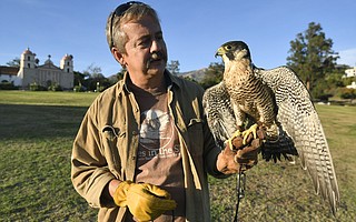 Eyes in the Sky volunteer Chris Mersey exercises Kisa, a peregrine falcon, at the Santa Barbara Mission rose garden.