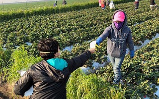 CAUSE volunteers distribute protective N95 face masks to exposed field workers.