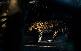 Amur leopards, which are one of the eight recognized leopard subspecies, are the most at risk of extinction of all big cats.