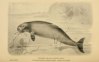 The last remaining species of sea cow on the West Coast of North America, the Steller’s sea cow, pictured in this illustration, was hunted to extinction in the 1760s. They were monogamous and social and mourned their dead.