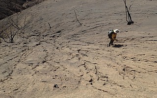 A member of the state, county, and federal post-flood assessment team examines a hillside covered with mud above Montecito, part of the debris load poised in the Thomas Fire burn zone.