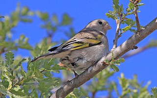 Female Lawrence's Goldfinch - Midland