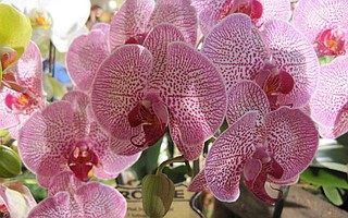 The 73rd Santa Barbara International Orchid Show brings floral beauties to Earl Warren Showgrounds this weekend.