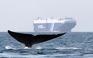Whales and air quality both benefit from a program that rewards ships for slowing along the California coast.