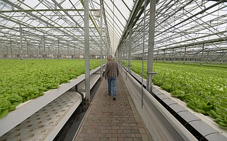 Peter Overgaag's 16 acres of greenhouse grow seas of butter lettuce and cress.