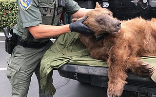 A California Department of Fish & Wildlife game warden holds the 100-pound pregnant black bear that presumably followed a creek to Miramar Beach, where it was tranquilized and transported back to the mountains.