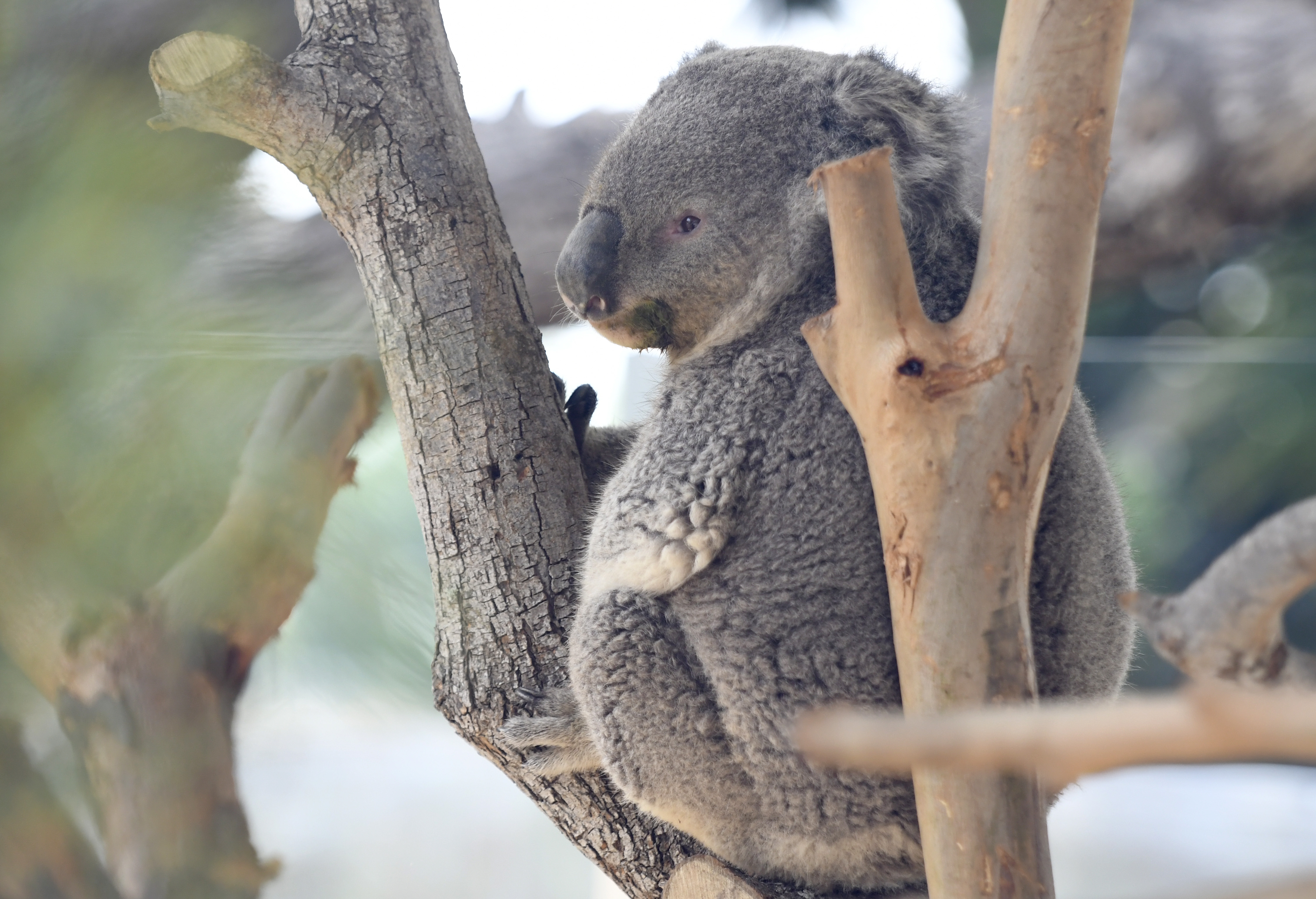 Meet the Santa Barbara Zoo’s New Koalas