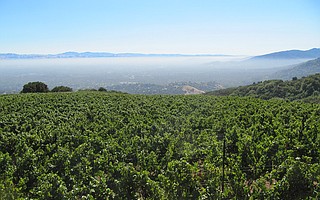 Sierra Madre Vineyard