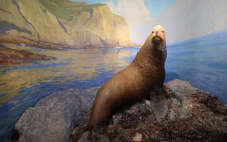 The museum redid more than 30 of its dioramas, many of which feature mammals and birds that had been preserved 100 years ago by the old Rett Brothers taxidermy shop on Rancheria Street. Curators were able to save the vast majority of the animals, like this sea lion, but some needed to be replaced.