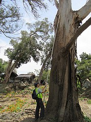 UCSB professor Tom Dunne measures the mudflow’s high mark near where survivor Marcus Lopez (top) ran for his life on the morning of January 9.