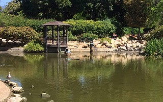 City workers tread carefully in thigh-high muck while draining the pond at Alice Keck Park gardens. 'It's really nasty,' said one.