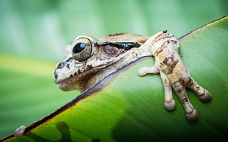 1st place was given to Bob Houchens for his piece titled <em>"Tree Frog"</em>