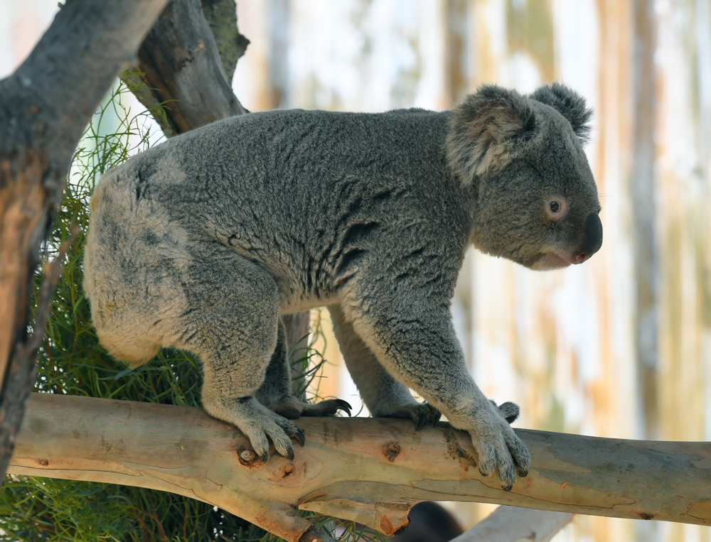 Koalas in Our Midst