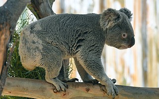 At 7 years old, Thackory is the elder statesman of the two visiting bachelors. He comes from the San Diego Zoo and, like most koalas, spends his days in eucalyptus trees eating and sleeping.