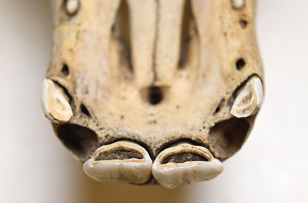 Photo detail