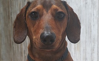 Dante has been missing since August 12, last seen at Lake Cachuma.