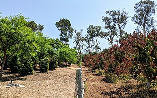 The avocado trees at left sit under a tipu tree canopy and were spared the scorching damage from the July 6 heat blasts, which the unprotected avocados at the right were not.