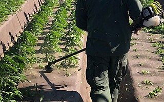 Illegal growing operation in Santa Maria