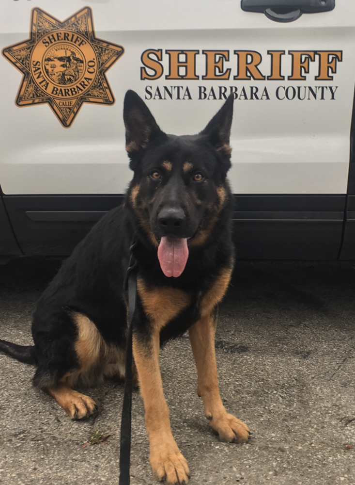 Sheriff's Office Adds K-9 'Duke'