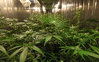 Cannabis