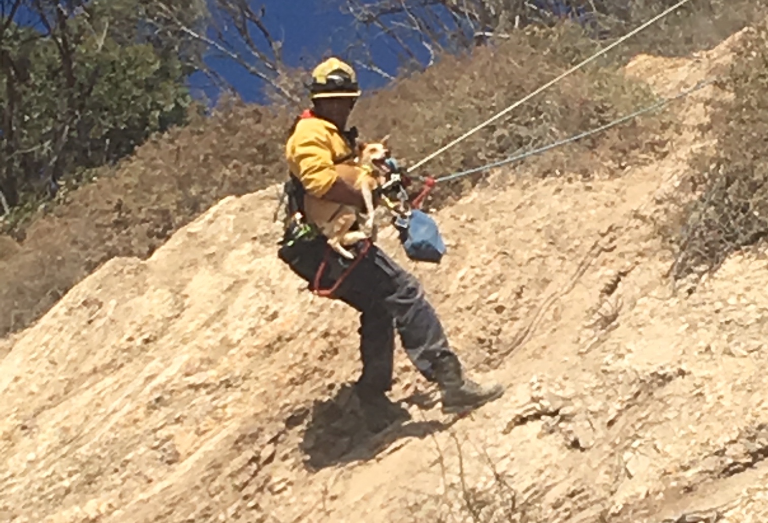 Dog Rescued In Cliff Tumble