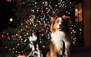 From left, Mojo, Chaos, and MacGyver are three of the six Santa Barbara County Search and Rescue Dogs that will be the 66th Annual Downtown Holiday Parade Grand Marshals. Not pictured are Rica, Reilly, and Keegan, but all six will be in the parade this Friday with their respective partners: Tracee Walker, Juanita Smith, Rick Stein, Sheila Malavasi, Ann Marie Cullen, and Shirley Smith.
