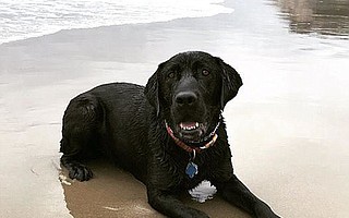 Benson, a four-year-old black Labrador retriever