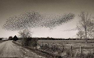 “Birds, Perry County,” 2001, printed 2004, by Jerry Siegel