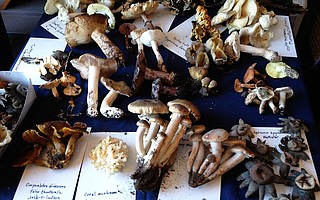 Stephan Bedford’s annual fungus bash is now elevated to a full-on, Los Alamos–wide Mushroom Festival.