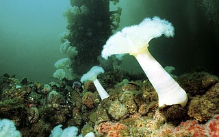 Giant three-foot plumose anemones thrived on Platform Hilda’s jacket, 75 feet below the surface.