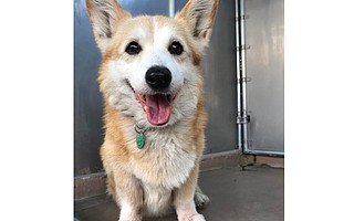 Kat the Welsh Corgi needs a home!