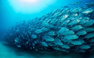 Trevally baitball