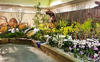 The upcoming annual Santa Barbara International Orchid Show