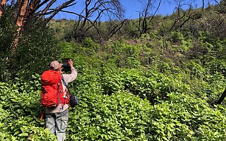 Jonathan “Yonni” Schwartz, coordinator of the Los Padres Burn Area Emergency Response team, documents the thick carpet of vegetation spreading across slopes near San Ysidro Creek that were denuded in the Thomas Fire. At left, a bay tree has re-sprouted.